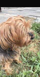 BISCOTTO