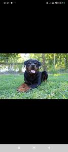Ares