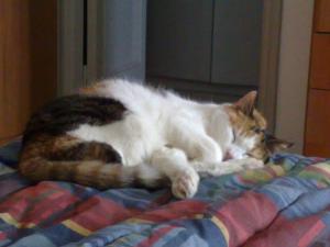 Ciona