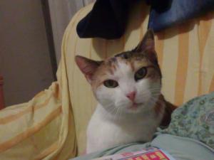 Ciona