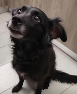 Arya