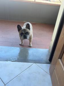 Toby