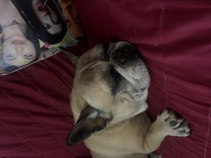 Toby